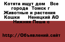 Котята ищут дом - Все города, Томск г. Животные и растения » Кошки   . Ненецкий АО,Нижняя Пеша с.